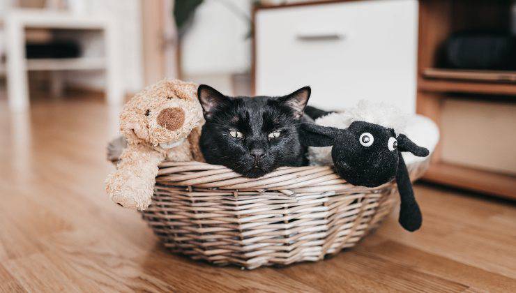 Gatto nero seduto tra i peluche