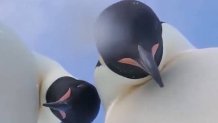 Pinguini dialogano con la telecamera 