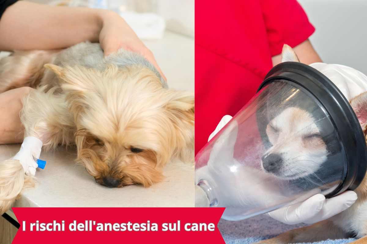 Cani sottoposti ad anestesia