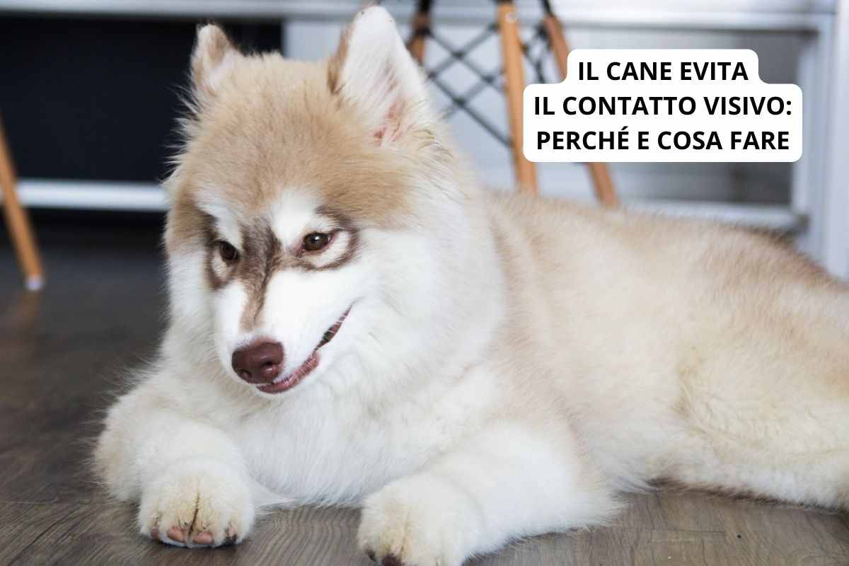 Cucciolo di Husky evita il contatto visivo