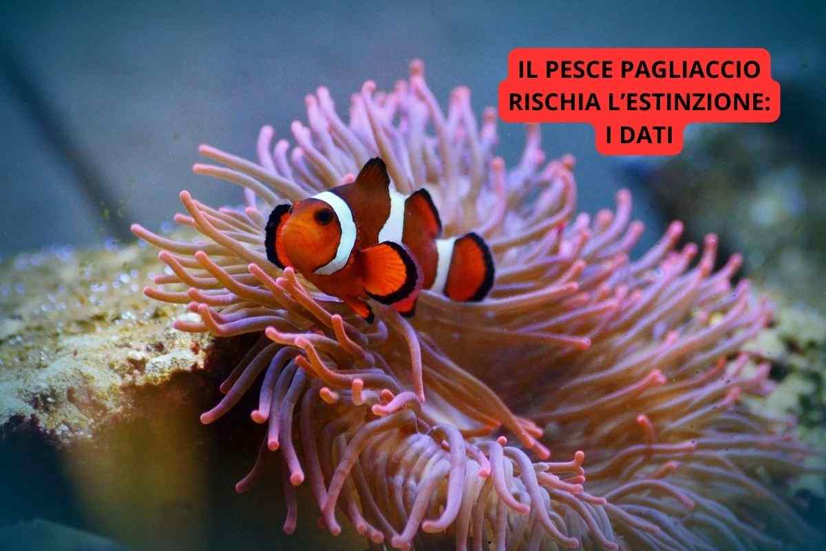 pesce pagliaccio a rischio estinzione