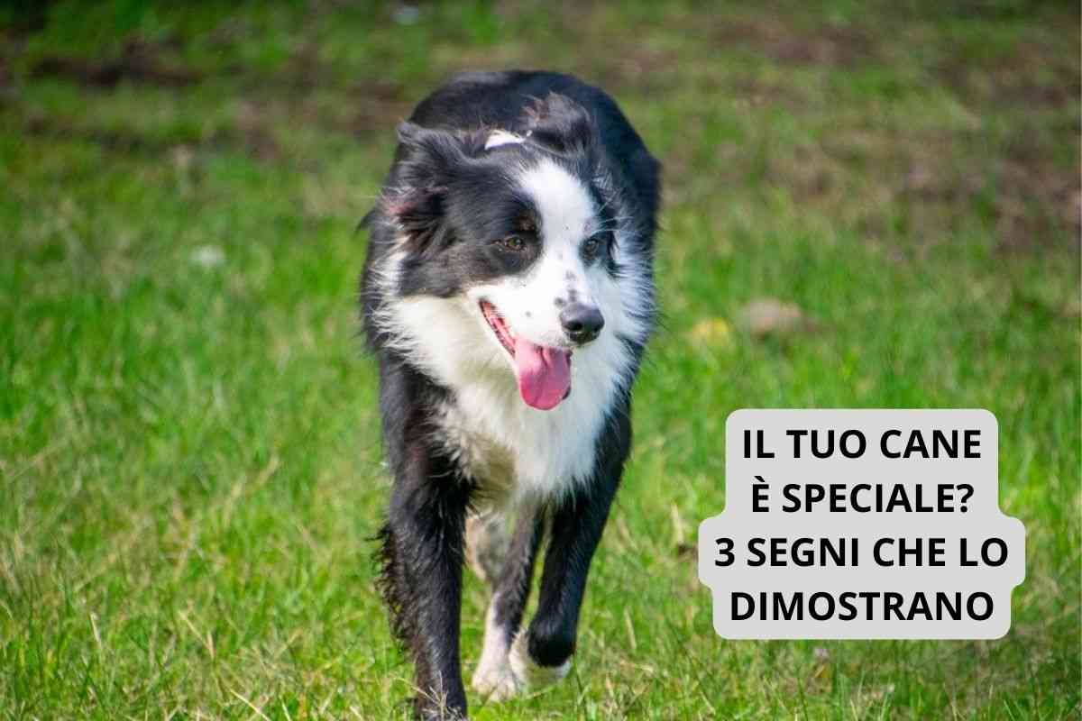 cane che corre nel prato