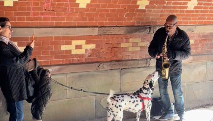 Un dalmata si avvicina a un musicista jazz in strada 