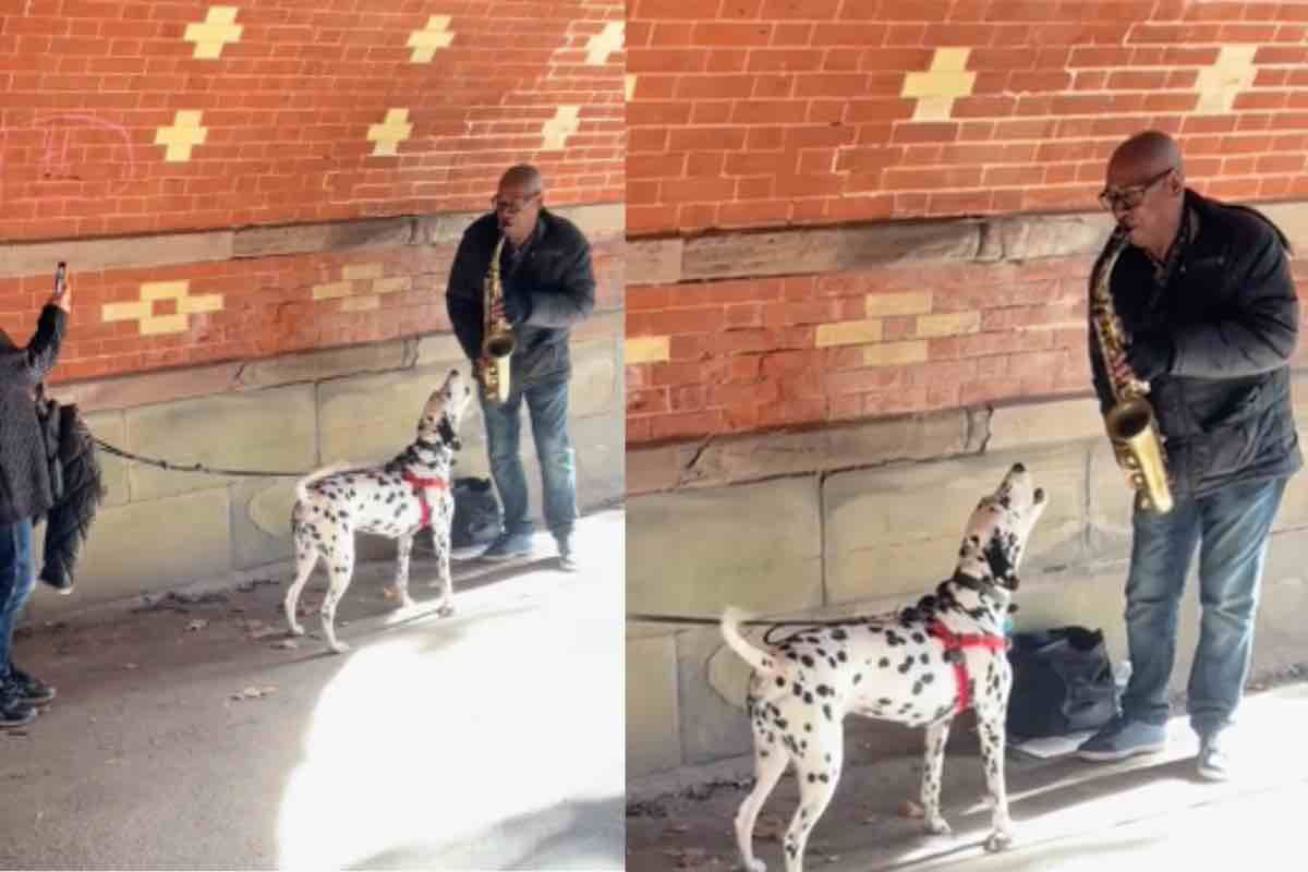 cane di razza Dalmata di fronte a un suonatore jazz