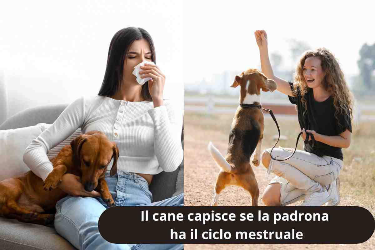 Cane annusa la donna e gioca