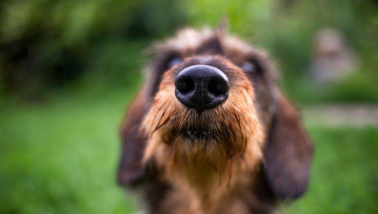 naso del cane
