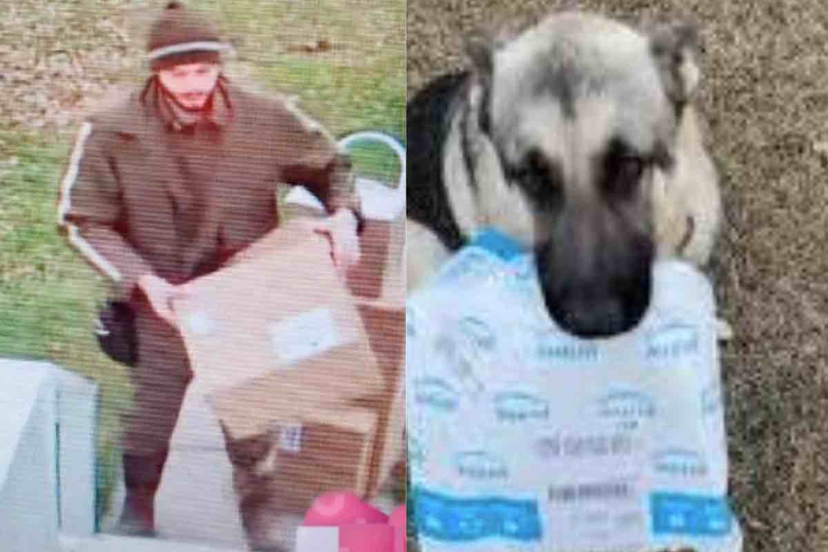 In cane con il pacco in bocca e il fattorino della consegna