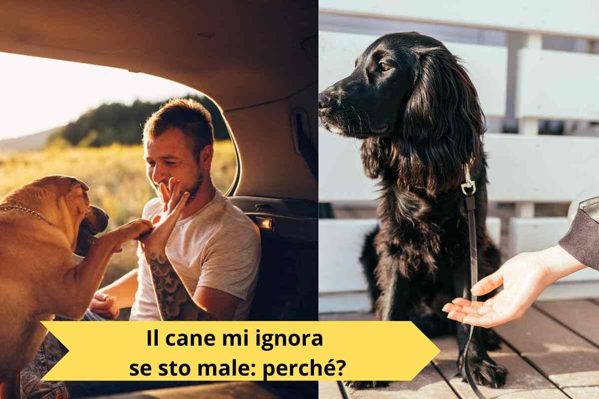 Cane che si avvicina al padrone e cane che lo ignora