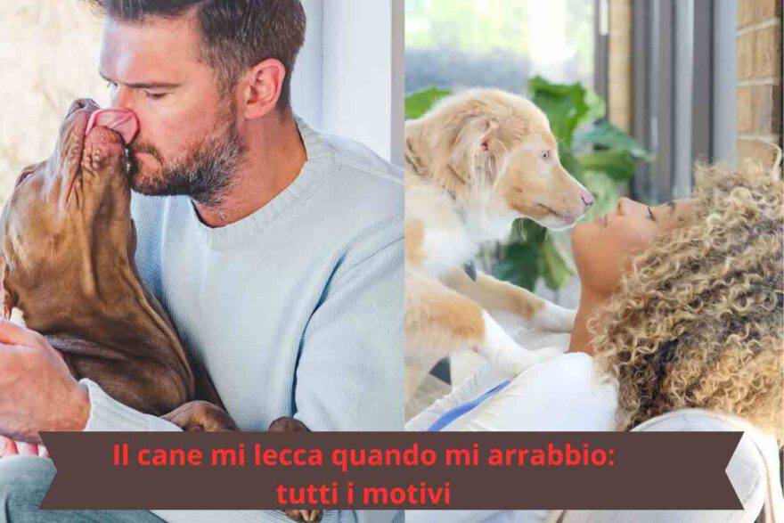 Senso di colpa? Perché il cane mi lecca quando mi arrabbio con lui