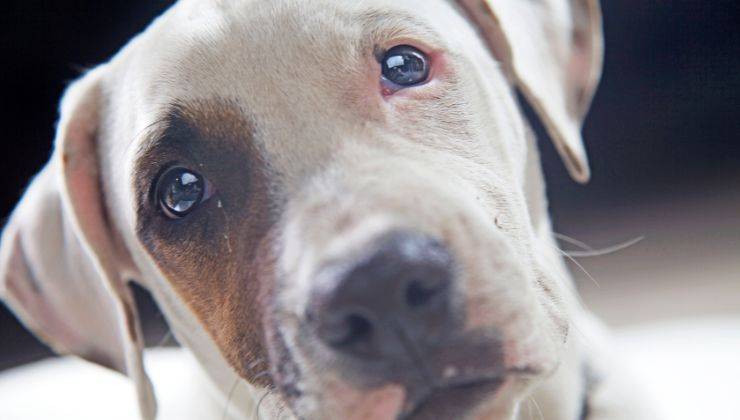 Cane con faccia pentita