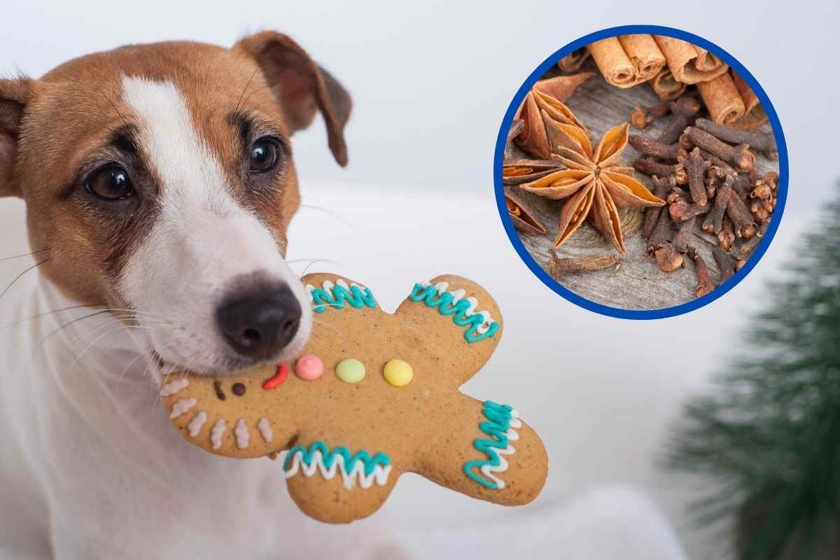 Cane con in bocca un biscotto di Natale che ha come ingredienti i chiodi di garofano