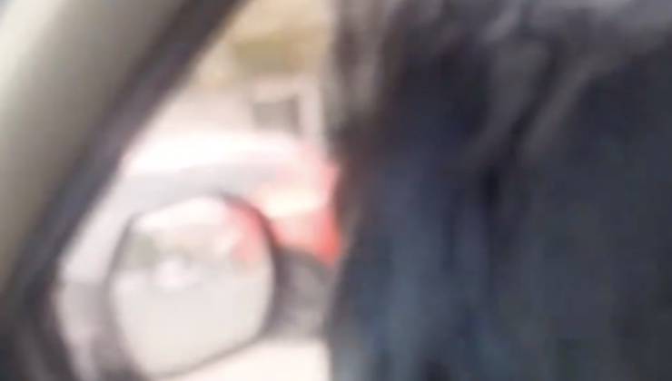 Cane al finestrino durante la guida 