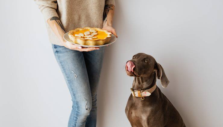 Il cane sta con la lingua fuori perché si è scottato con la crostata che ha la donna in mano