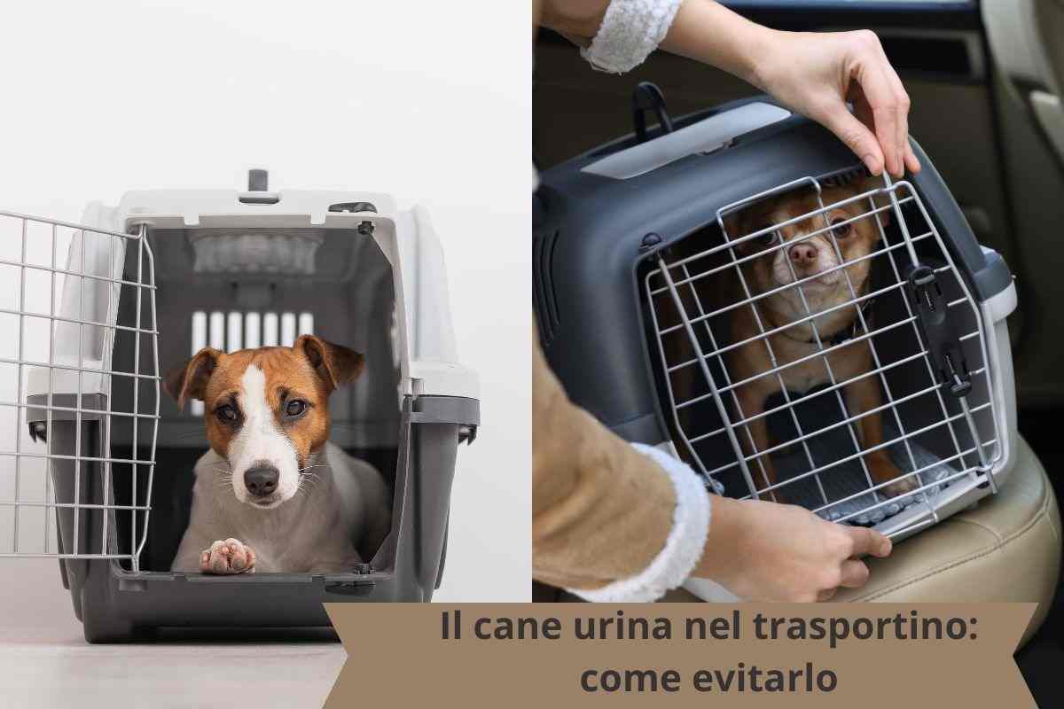 Cane nel trasportino