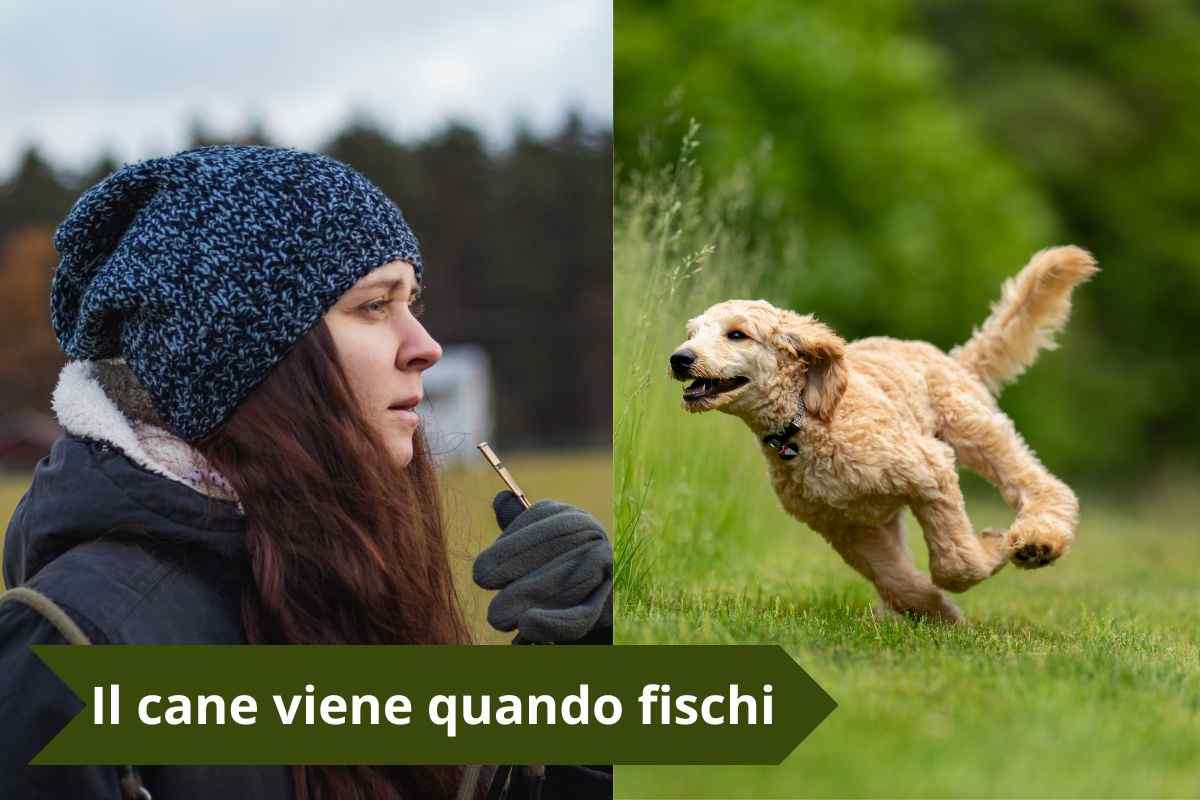 Padrona che fischia e cane che corre