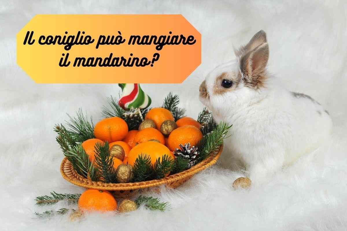 Coniglio bianco davanti al cesto di mandarini