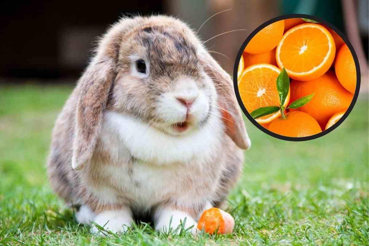 Coniglio aspetta in giardino che gli danno l'arancia