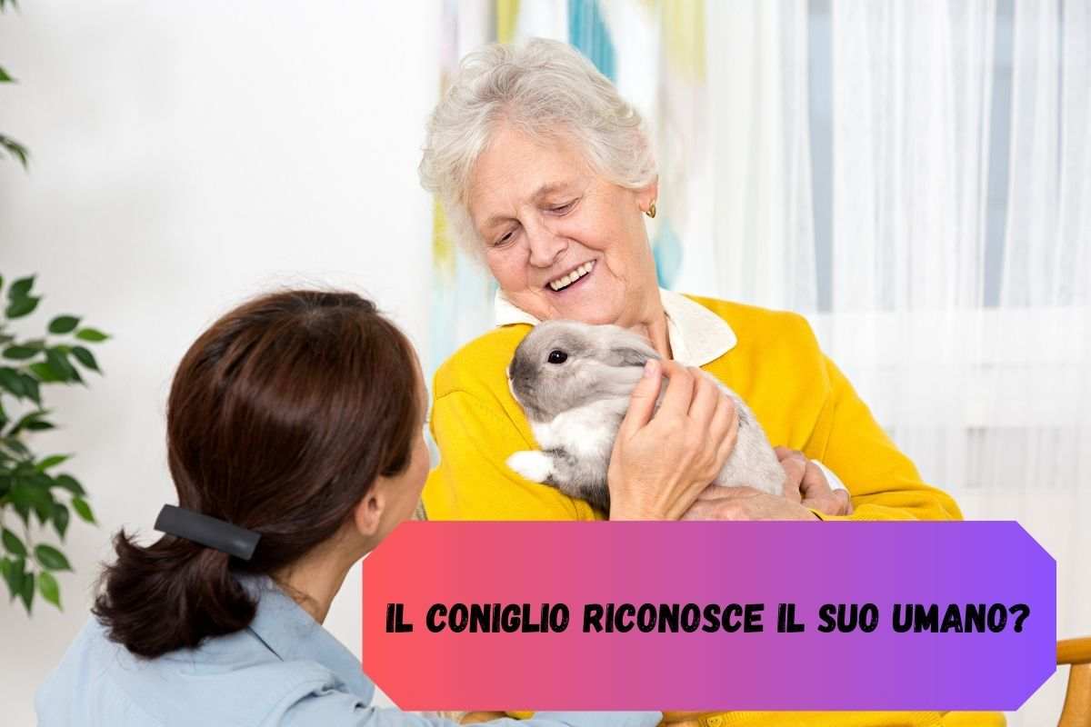 Coniglio in braccio alla donna anziana e guarda la sua umana