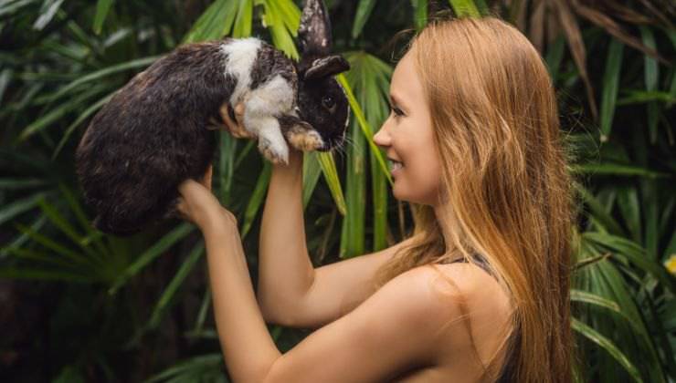 Coniglio nero e bianco nelle mani della donna