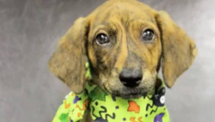 Il cucciolo di cane Ajax con bandana colorata al collo 