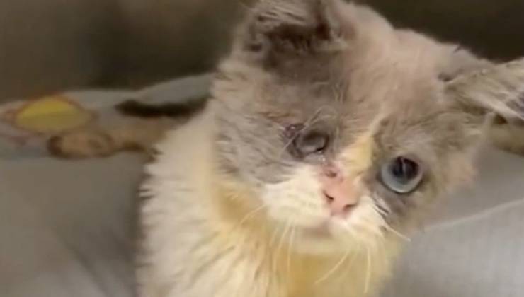 Il gattino disabile bianco e grigio sul lettino 