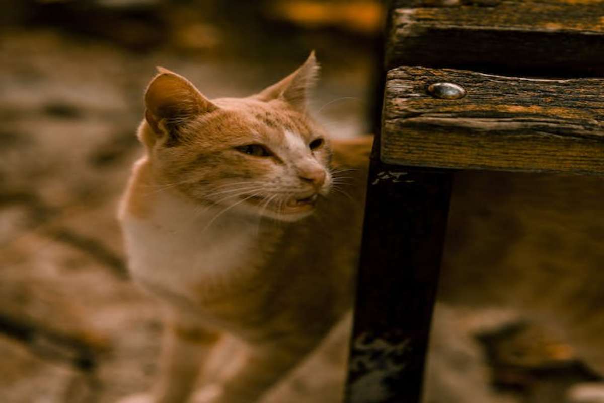 Il gatto batte i denti