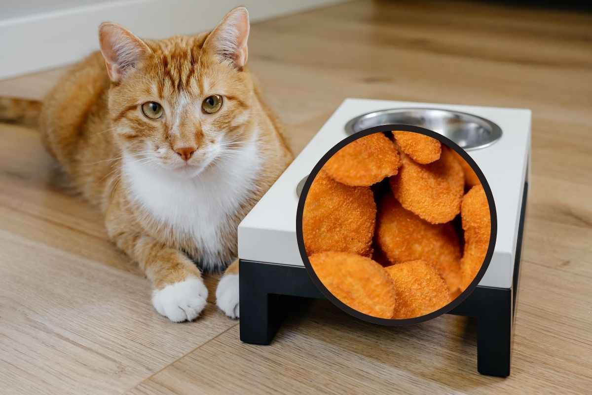 Gatto aspetta che il suo umano gli da un nuggets di pollo