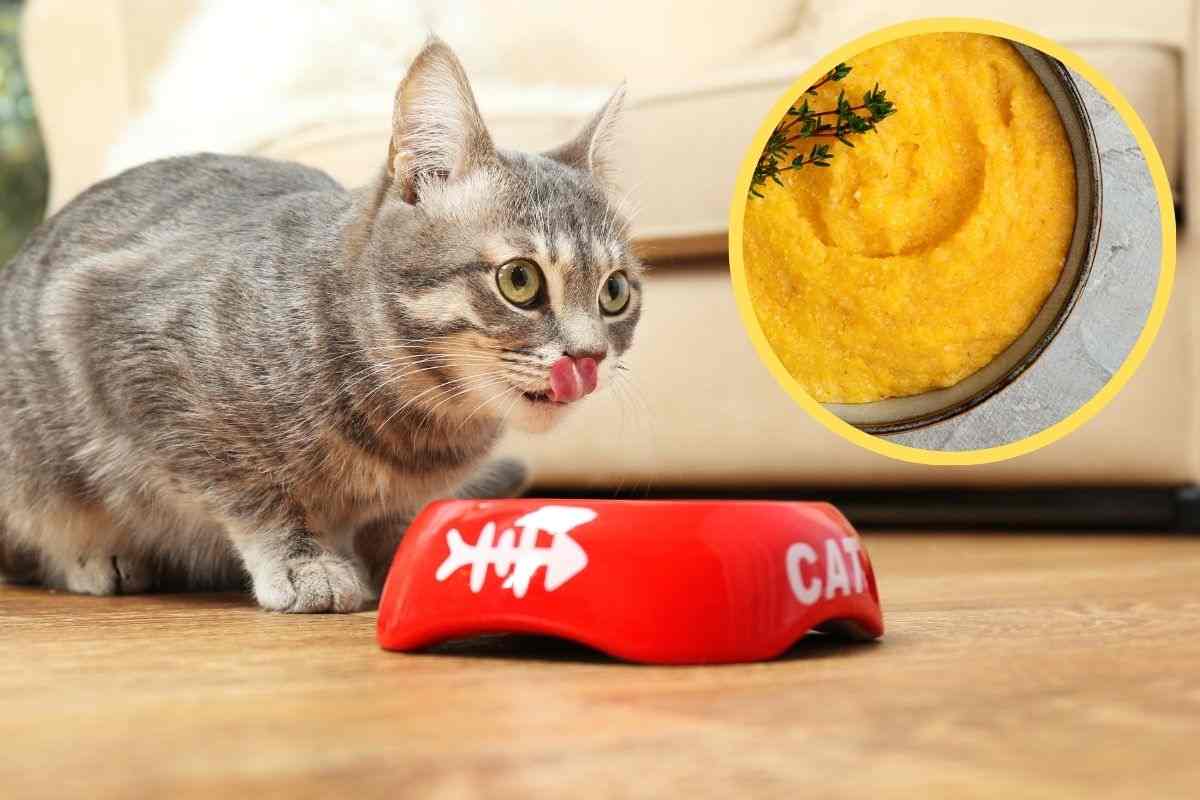 Gatto mangia nella ciotola rossa ma può mangiare anche la polenta