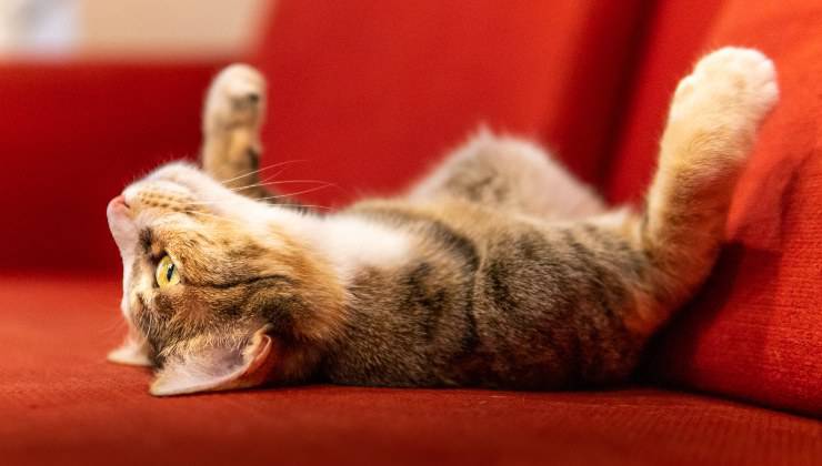 Gatto si rotola sul divano rosso