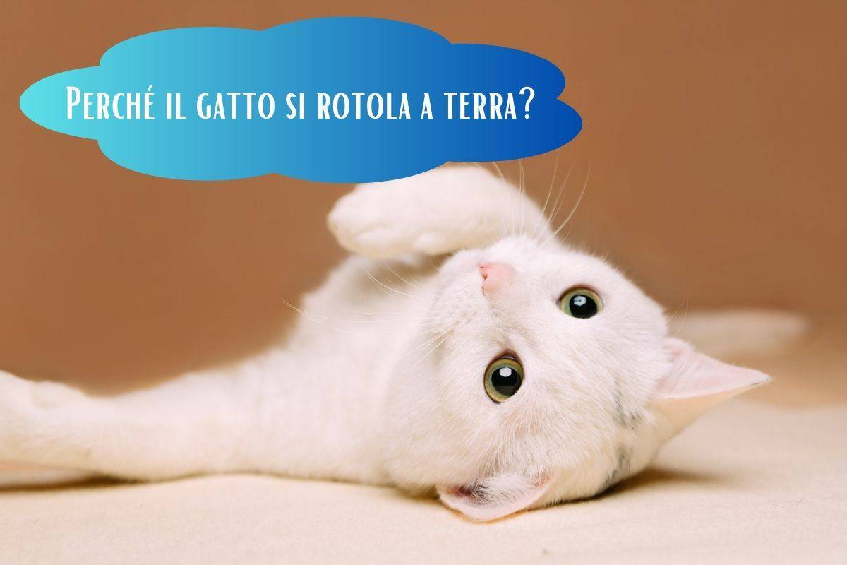 Gatto bianco si rotola a terra 