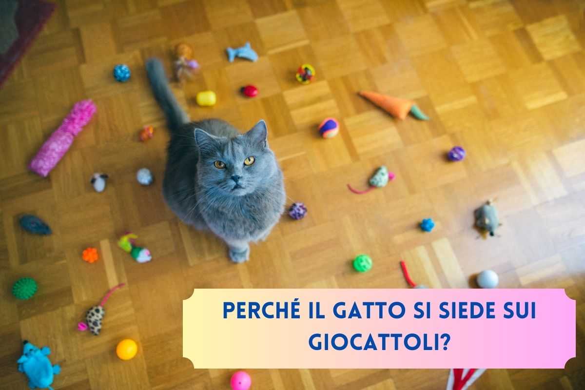 Gatto grigio seduto sul suo giocattoli con altri giochi intorno