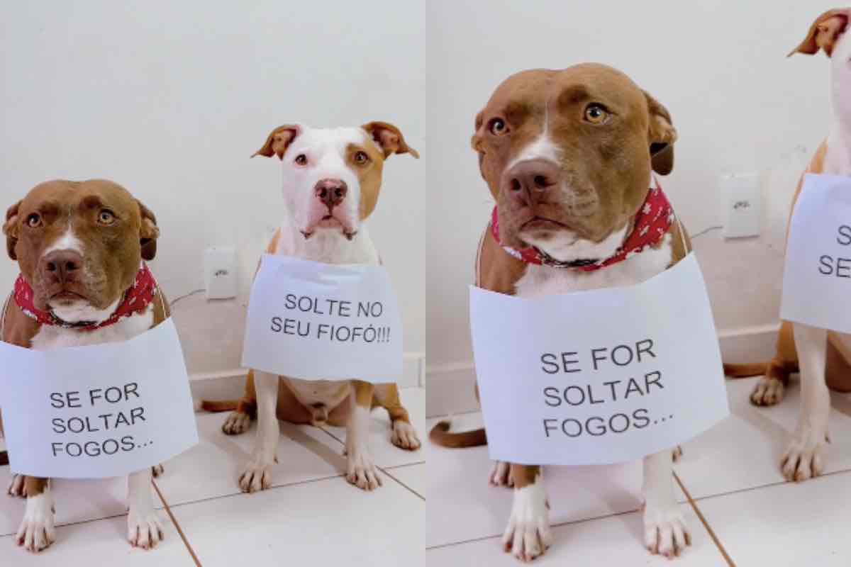 Coppia di cani con un cartello di sensibilizzazione