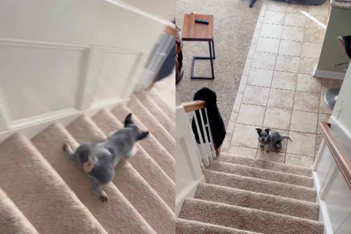 Cucciolo di cane sulla rampa di scale