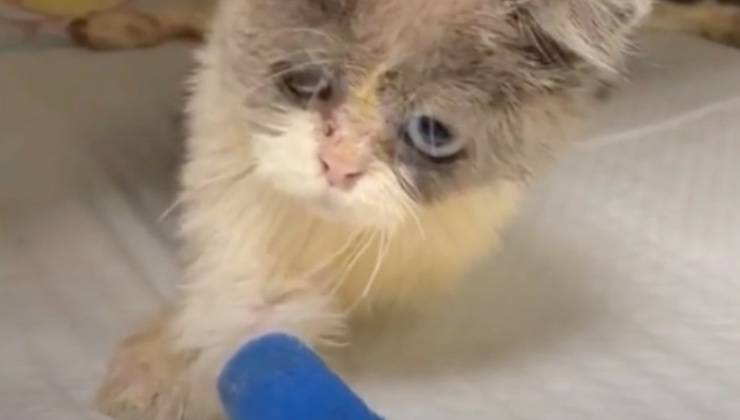 Il gattino disabile al veterinario 