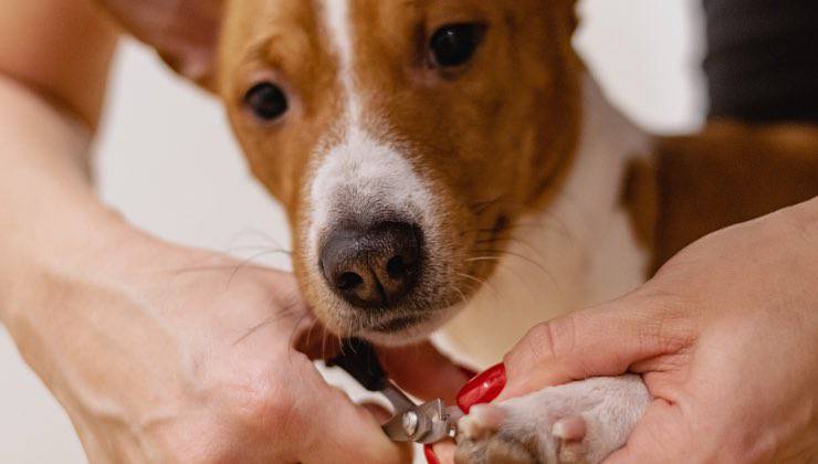 Donna taglia le unghie a un cane bianco e marrone 