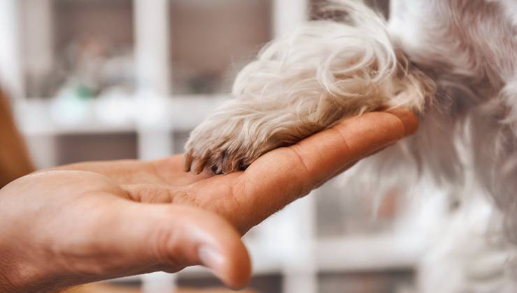 Zampa infetta del cane sulla mano del veterinario