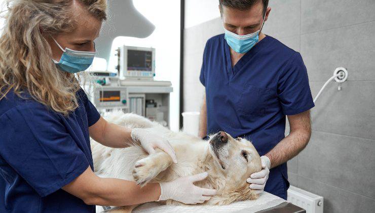 intervento per eliminare fibroma pendulo nel cane
