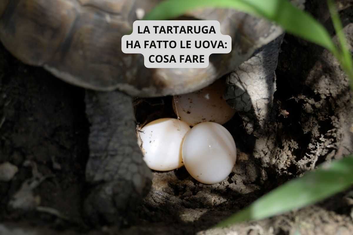 uova di tartaruga