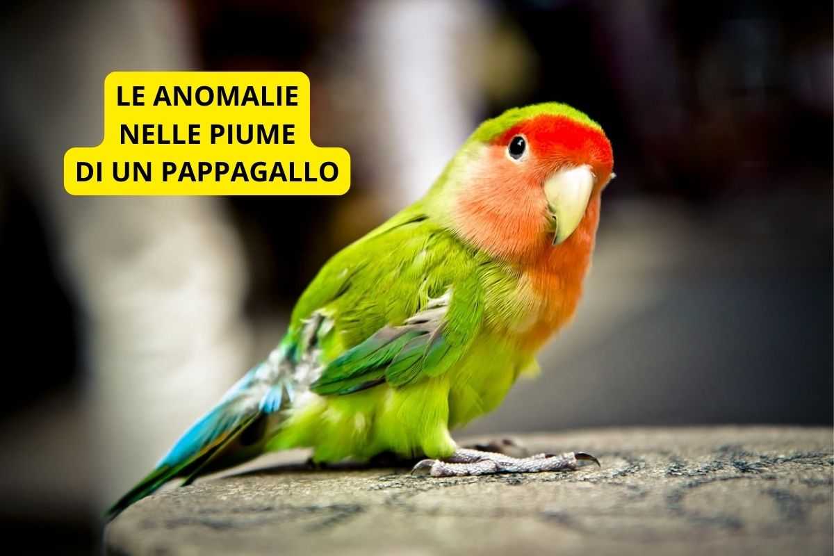 Pappagallo piume colorate senza anomalie