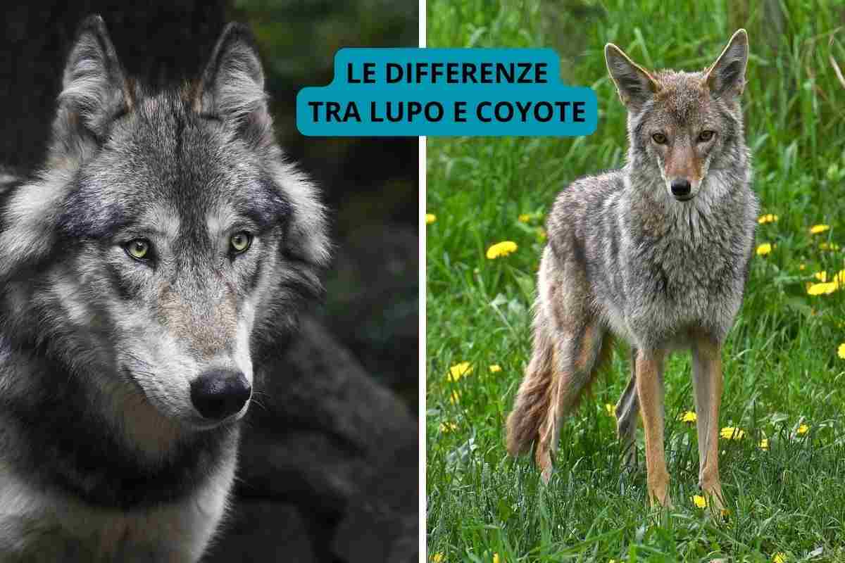 Lupo e coyote