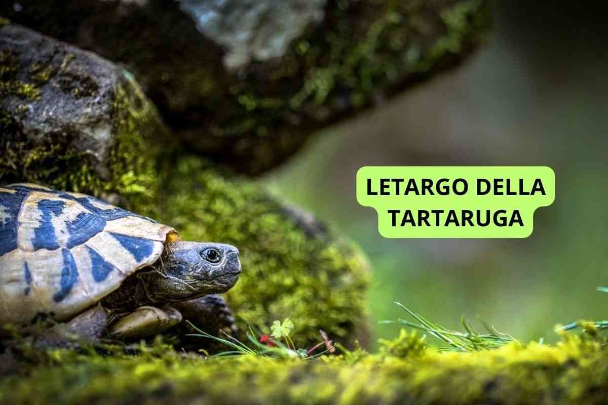 Tartaruga che va verso il suo letargo