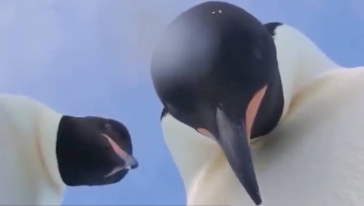 Pinguini sul ghiaccio che guardano verso il basso 