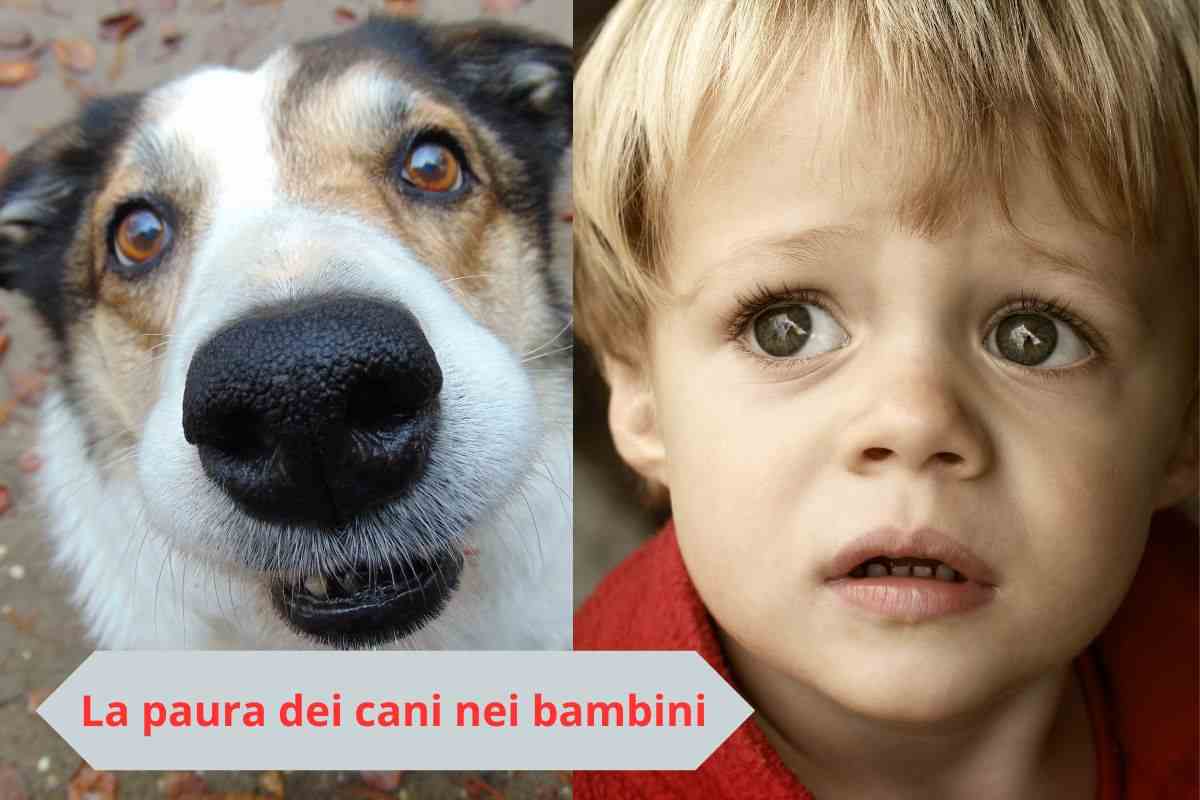 Cane in primo piano e bambino he ha paura