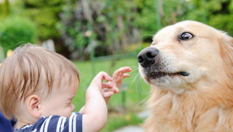 Bambino ha paura del cane