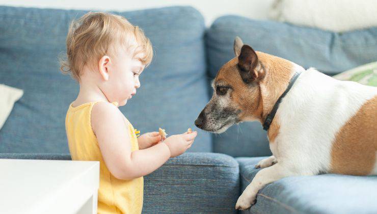 Bambino si avvicina a un cane