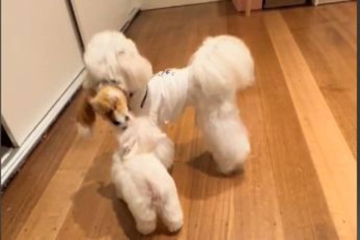 Arriva un fratellino: La reazione del piccolo maltese