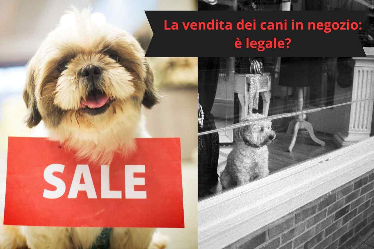 Cane in vetrina e cane in saldo
