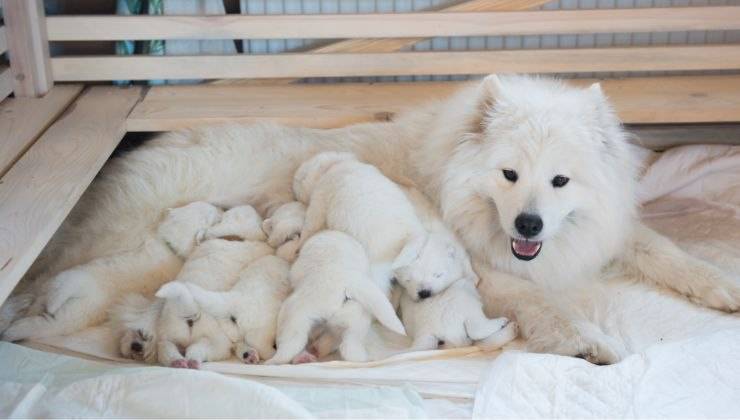 Cucciolata con mamma cagna