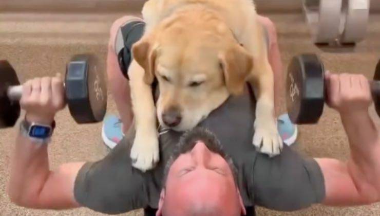 Il cane Labrador aiuta l'uomo a sollevare i pesi 