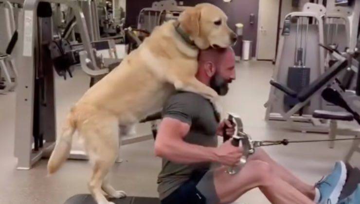 Il cane Labrador Retriever aiuta l'uomo ad allenarsi 